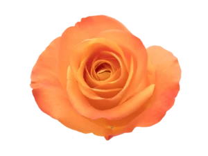 Aloha Rose