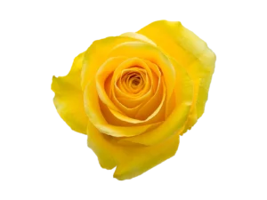 BRIGHTON