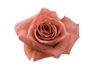 Barista Rose