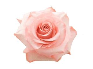 Be sweet Rose