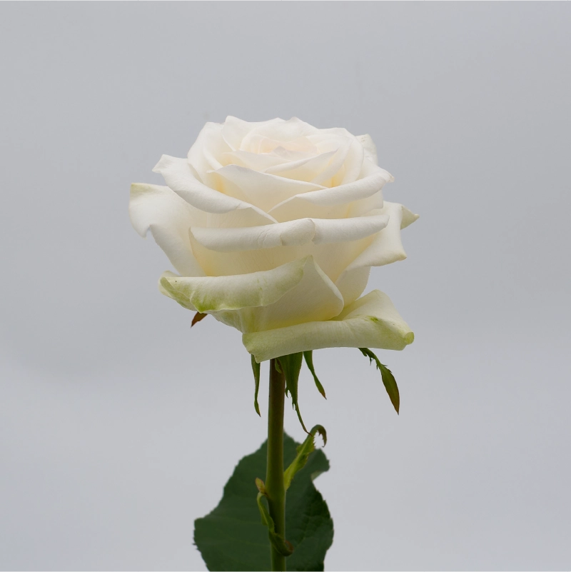 CANDLELIGHT - Image 3