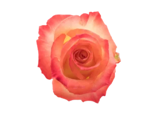 Cabaret Rose