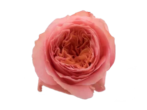 Candy Xpression Rose