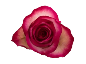 Carrousel Rose