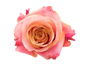 Cherry Brandy Rose