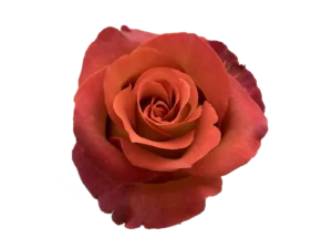 Coffe break Rose