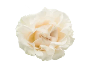 Cotton Xpression Rose