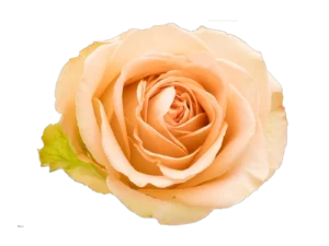 Country home Rose
