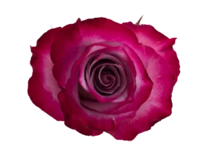 Deep Purple Rose