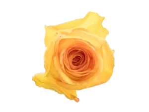 Deja Vu Rose