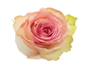 Esperance Rose