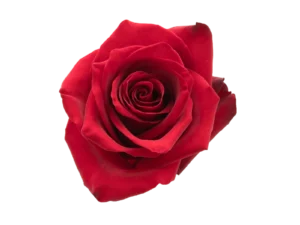 Explorer Rose