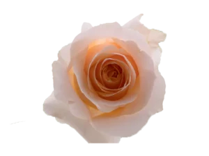 FELICITY