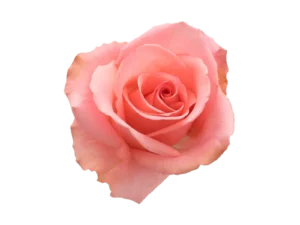 Flirty Rose