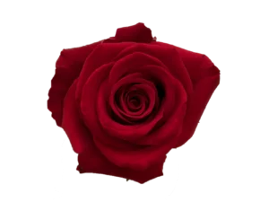 Fortune Rose