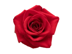 Freedon Rose