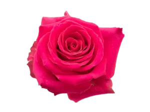 Full Monty Rose
