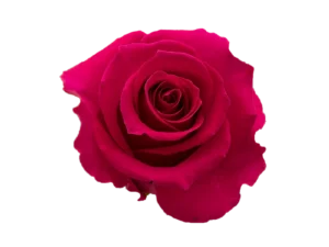 Gotcha Rose