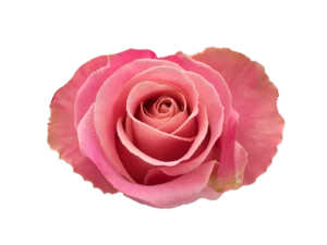 Hermosa Rose