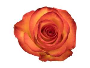 High Magic Rose