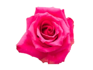 Hot Explorer Rose