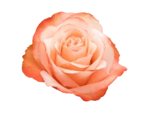 Kahala Rose