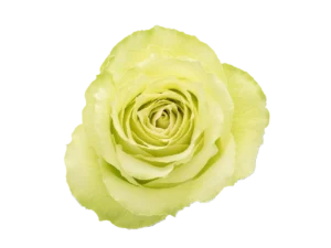 Lemonade Rose
