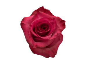 Lola Rose