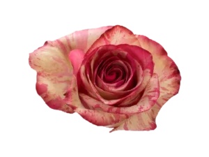 Magic Time Rose