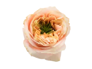 Melon Xpression Rose