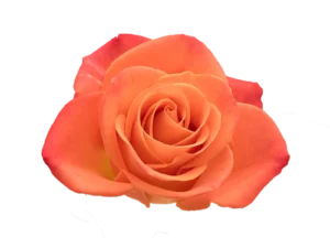Orange Crush Rose