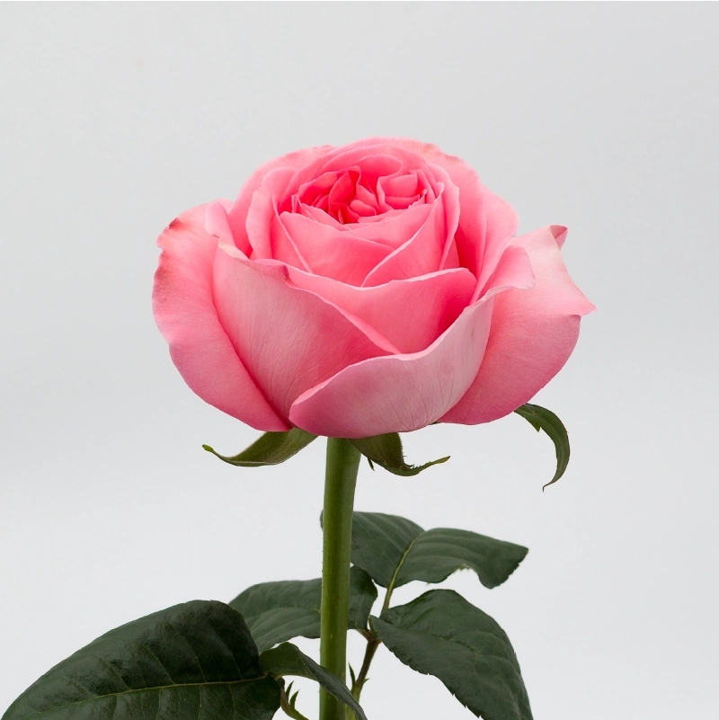 PINK X-PRESSION - Image 3