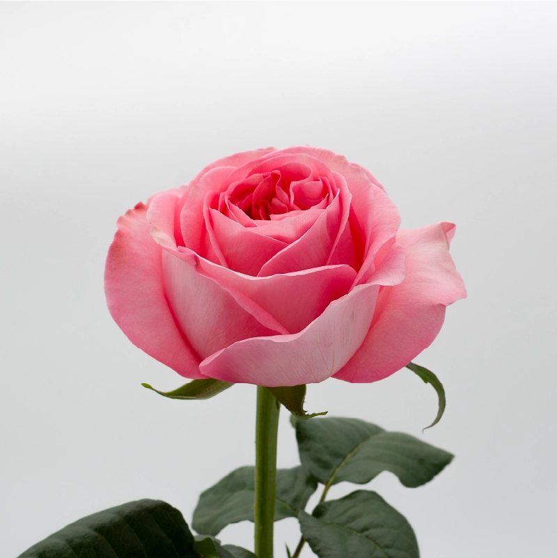 PINK X-PRESSION - Image 2