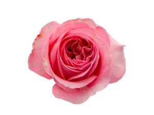 PINK X-PRESSION