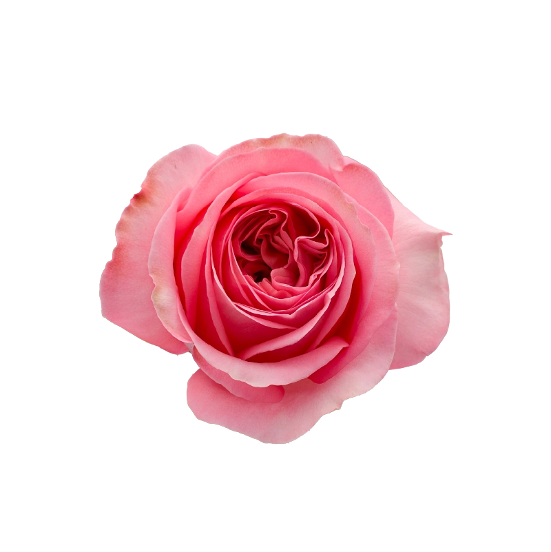 PINK X-PRESSION