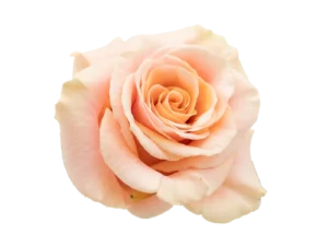 Phoenix Rose