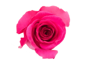 Pink Floy Rosa