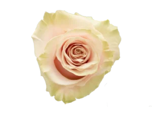 Pink Mondial Rose