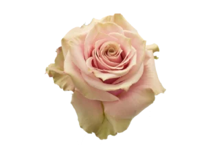 Pink amareto Rose