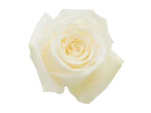 Playa Blanca Rose