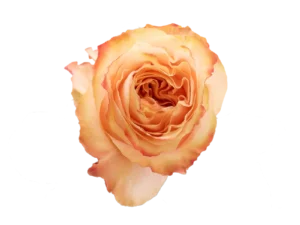 Princess Crown Rose