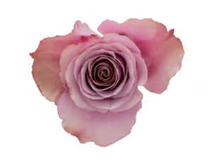 Purple Moon Rose