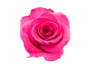 Queen Berry Rose