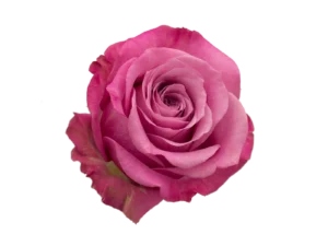 Queens Crown Rose