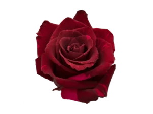 Red Pantern Rose