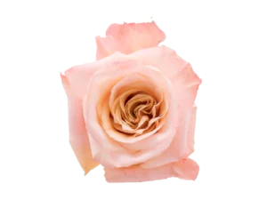 Shimmer Rose