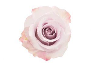 Star Platinum Rose