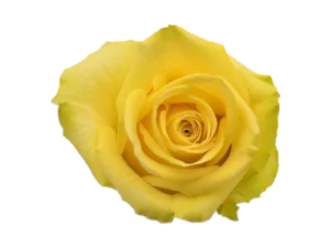 Stardust Rose