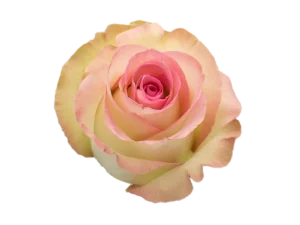 Swan Rose