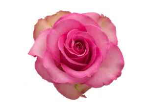 Sweet unique Rose